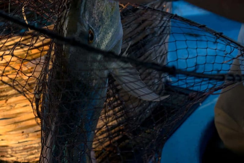Kos, Greece: Fishing Trip Experience with Captain Tasos - Price and value: is $58 per person fair?