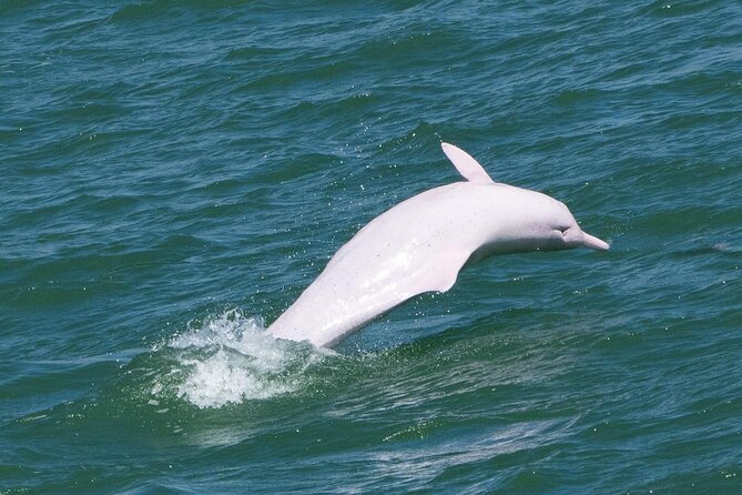 Lantau Group Tour: Dolphin Watching, Fishing Village & Cable Car - Key highlights that make this day trip worth it