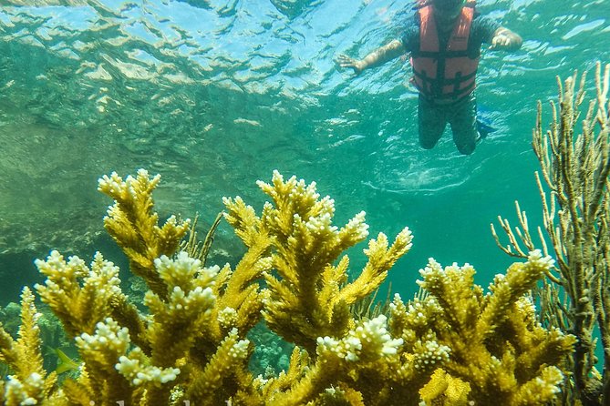 Local Fishing Plus Snorkeling Tour in Isla Mujeres - Fishing with a licensed guide: gear, bait, licensing, and coaching
