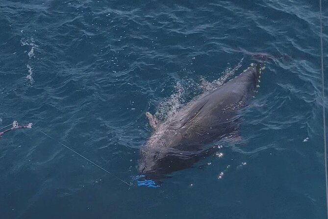 Macaronesia Charter Fishing in Lanzarote (Canary Islands) - Timing, weather, and the one reality check you should respect