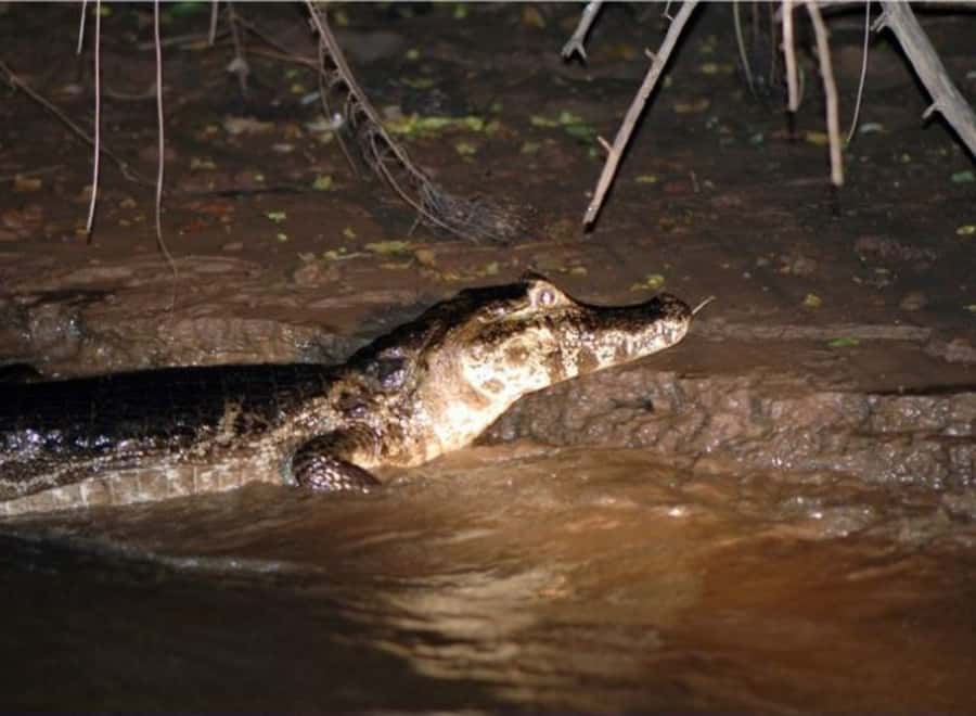 Manaus: Piranha Fishing and Alligator Watch Evening Tour - Key Points Before You Go