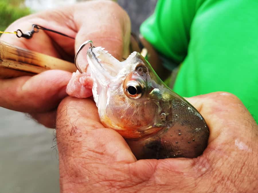 Manaus: Piranha Fishing and Alligator Watch Evening Tour - Where This Tour Fits in Your Manaus Plan
