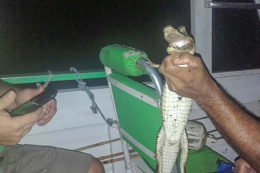 Manaus: Piranha Fishing and Alligator Watch Evening Tour - Timing, Duration, and What You’ll Actually Do