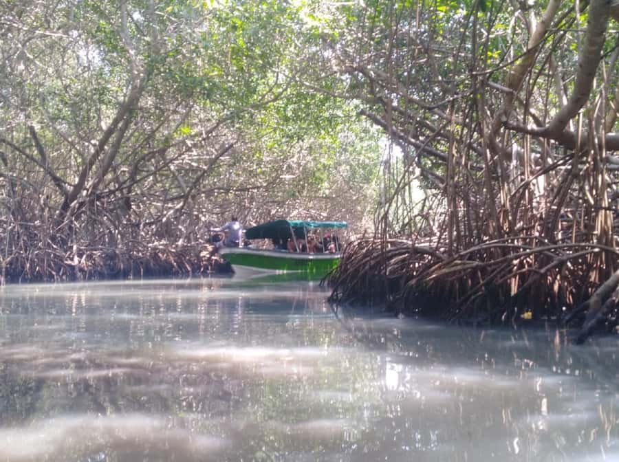 Mangroves, cultural fishing, black heritage town and lunch - Guides and language: what to expect with English and Spanish