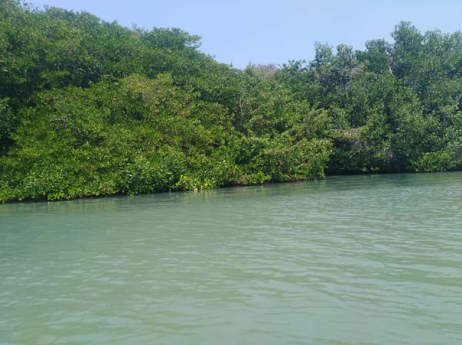 Mangroves, cultural fishing, black heritage town and lunch - Price and value: $49 for mangroves, culture, and lunch