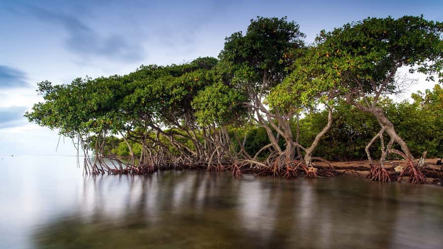 Mangroves, cultural fishing, black heritage town and lunch - Who this tour suits best (and who should skip it)