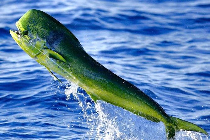 Miami Deep Sea Fishing Charters - Fishing time: captains, technique, and what you might actually catch