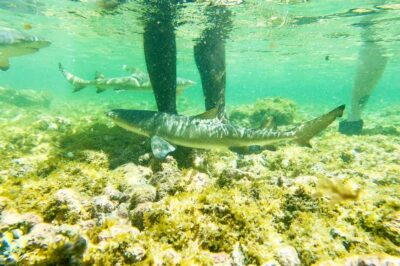 Murdeira: Sal Island Nature Reserve and Fishing Village Tour - Murdeira Bay and Lion Mountain: an easy first taste of Sal