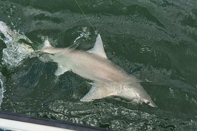 Naples Inshore Fishing Charters - What you get on the water: gear, licenses, ice, and the post-trip cleaning