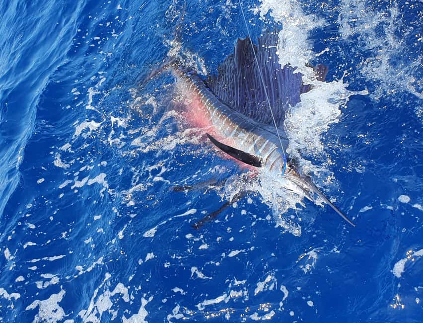 Nassau: Sport-fishing private charter . - Key things that make this charter worth it