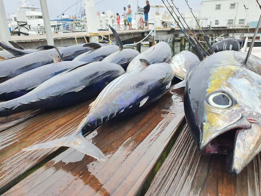 Nassau: Sport-fishing private charter . - Why Nassau private sport-fishing is more flexible than a typical tour