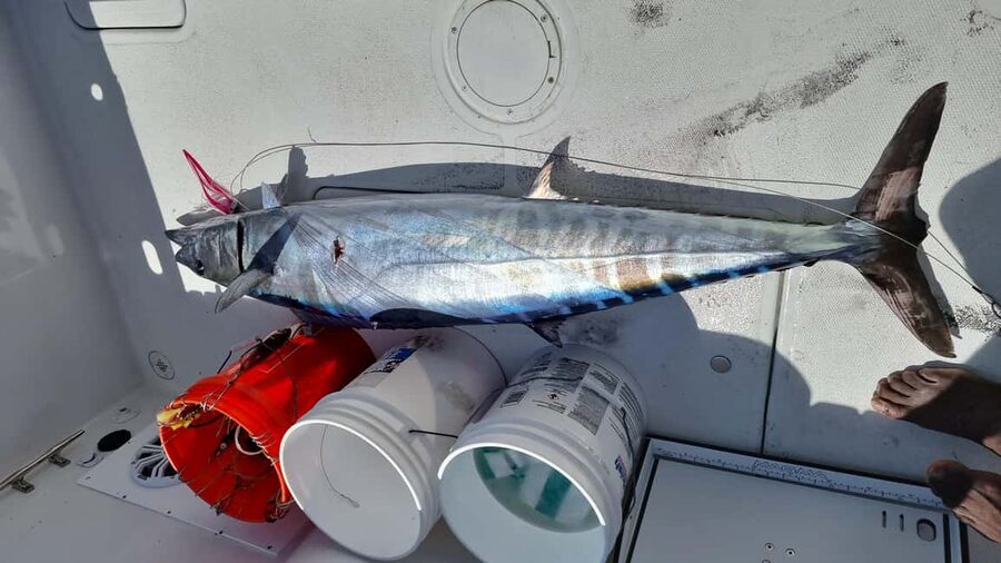 Nassau: Sport-fishing private charter . - Price and value: $1,000 per group (up to 6) for a 4-hour charter