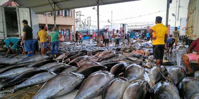 Negombo: Fishing Village Highlights Private Tour by Tuk Tuk - Negombo Fish Market: The Fastest Way to Understand Local Life