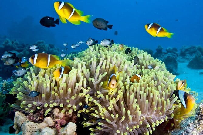 Nha Trang Bay Day Tour: Snorkeling, Fishing, BBQ Lunch & Relaxing - Key Points You’ll Care About
