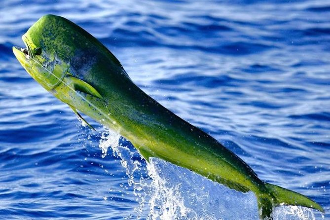 Orlando Deep Sea Fishing Charter - The crew and safety vibe: professional, hands-on, and confidence-building