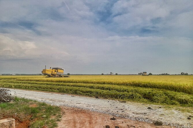 Paddy Field, Fishing Village Sekinchan DAY Tour Lunch (SIC-Shared/Join In Tour) - Paddy Fields in Green or Gold: When to Go for the Best Color