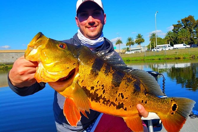 Peacock Bass Fishing Trip in Boynton Beach - Peacock bass near Boynton Beach: the real point of the trip