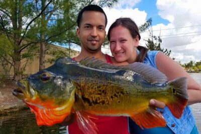 Peacock Bass Fishing Trips Near Miami Florida - A 4-hour plan that actually stays on the good stuff