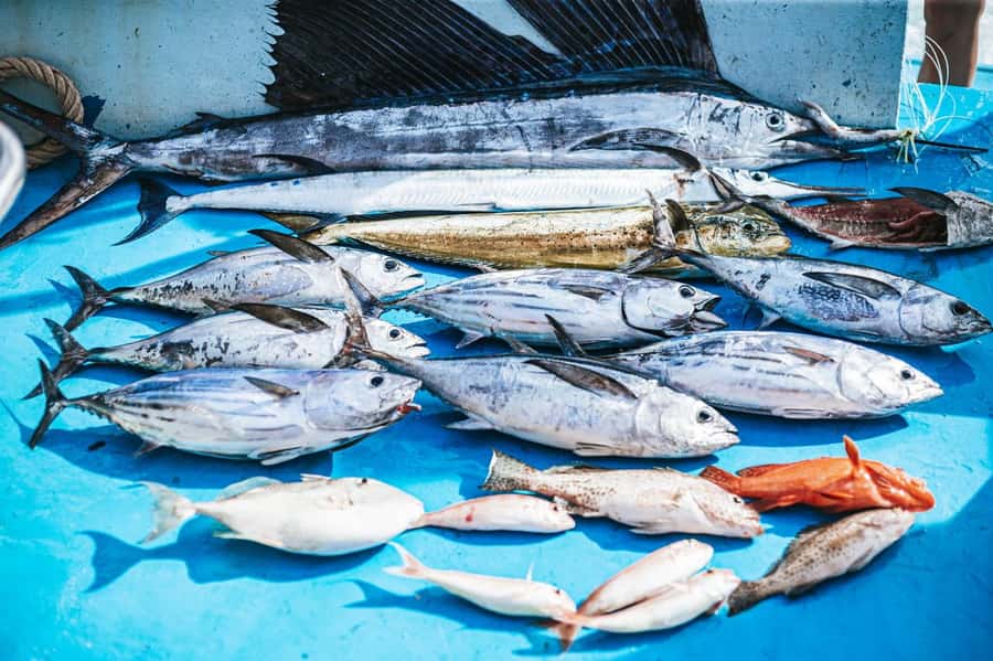 Phuket: Game Fishing and Trolling Boat Trip with Lunch - Racha Island snorkeling: included gear, real sea time