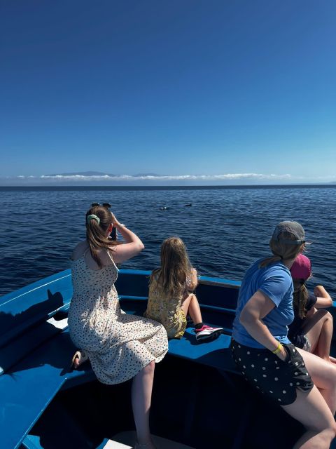 Pizzo: Fishing, Snorkeling, Dolphin Watching - Dolphin Watching on the Tyrrhenian: Great When It Happens