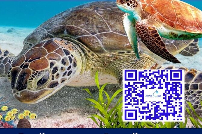 Private Charter for snorkeling, swimming pigs, turtles & fishing.... - A 35 Donzi Charter Means You Control the Day