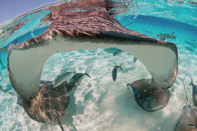 Private Charter Reef fishing, Stingray City, Snorkel, Mangroves - Private Charter on Grand Cayman: What You’re Really Buying