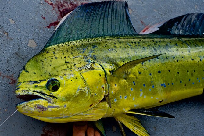 Private Deep Water Fishing in Kauai - First Light at Kikiaola Small Boat Harbor