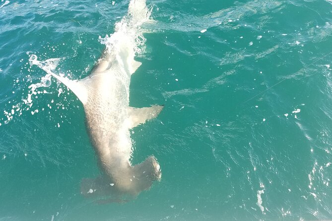 Private Fishing Charter Florida Keys - What You Can Catch Around Key West (and Why Conditions Change Everything)