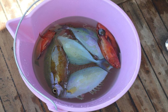 Private Fishing Full Day Boat with Equipment and Lunch - Hurghada - Practical Tips for a Smoother Fishing Day