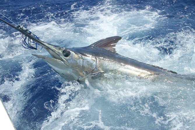 Private Fishing in St Lucia Charters - Private Deep-Water Fishing Off St Lucia: What You’re Really Paying For