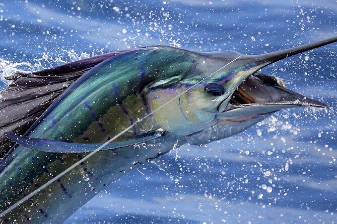 Private Fishing & Snorkel Charters in St Kitts and Nevis - Key things to know before you go