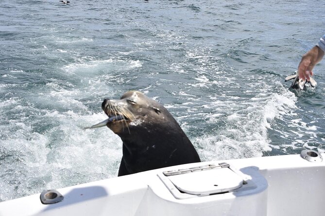 Private Half-day Deep Sea Fishing Charter in Cabo San Lucas - Price and Value: How $550 Adds Up in Real Life