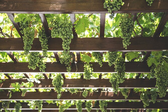 Private Half Day Txakoli Wine Tour & Getaria Fishing Village - Your half-day route: Zarautz, Getaria, and Txakoli