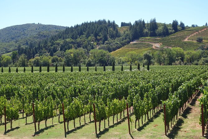 Private Half Day Txakoli Wine Tour & Getaria Fishing Village - The Txakoli winery session: process, guide, and a real pairing