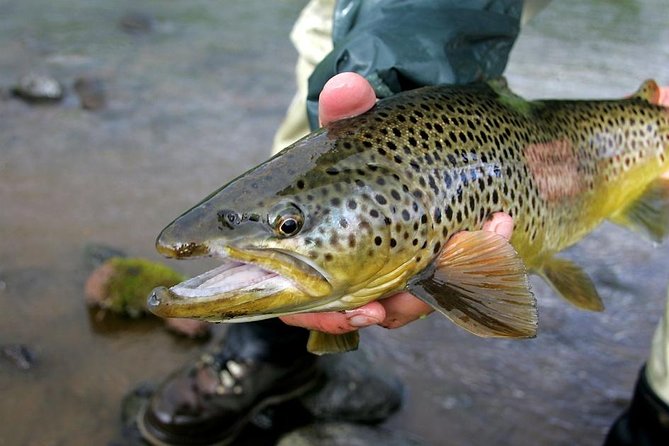 Private Lake and River Fishing Tour from Reykjavik - From Reykjavik to Þingvellir: The Road Trip Part You’ll Actually Enjoy