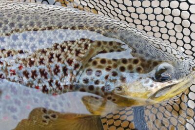 Private Lake and River Fishing Tour from Reykjavik - Golden Circle Drive: Quick Setup Before You Cast
