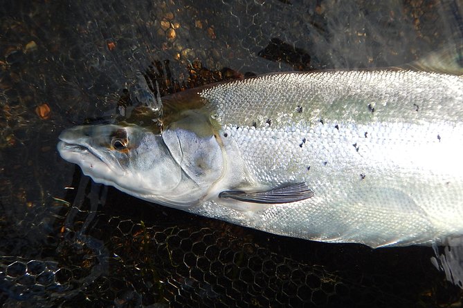 Private Lake and River Fishing Tour from Reykjavik - How Private Groups Change the Day