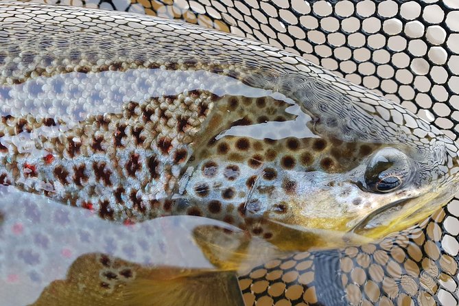 Private Lake and River Fishing Tour from Reykjavik - Golden Circle Drive: Quick Setup Before You Cast