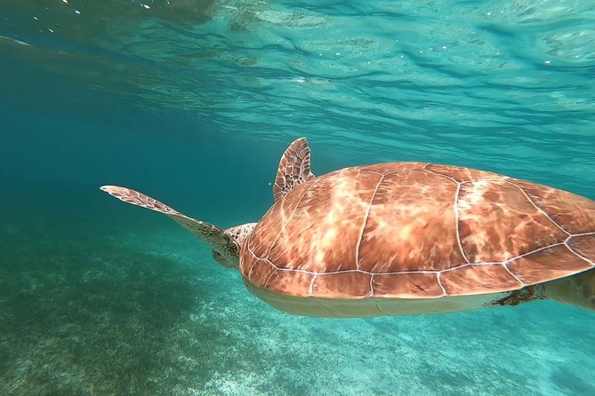 Private Snorkeling or Fishing in Nassau - 55ft Cocorijo - Meet at Paradise Island: How the Day Typically Flows