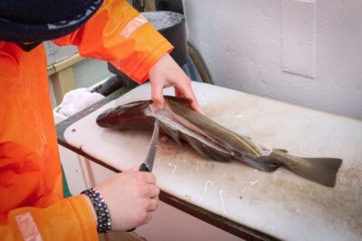 Reykjavik: 3-Hour Sea Angling Gourmet Experience Tour - From Hlésgata Harbour to the fishing grounds on the Jóhanna