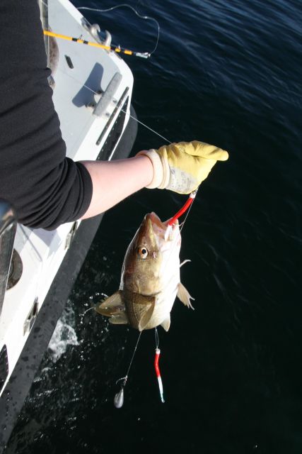Reykjavik: 3-Hour Sea Angling Gourmet Experience Tour - Who should book this (and who should consider alternatives)