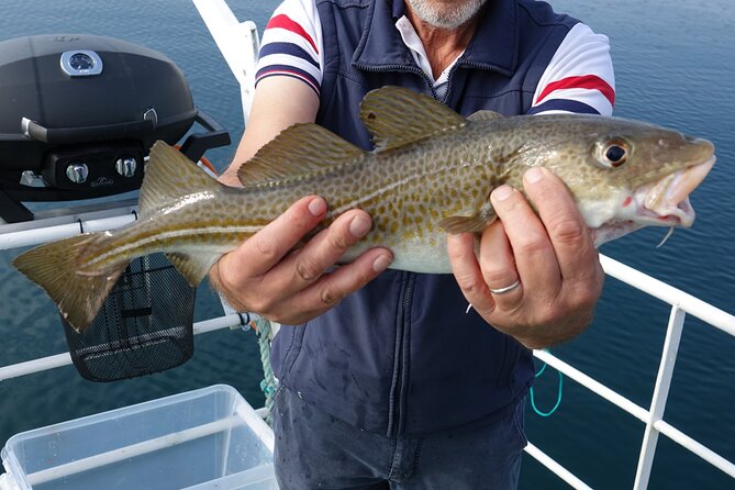 Reykjavik's Finest Catch: Guided Sea Angling Tour for All Levels - Coffee, Cookies, and Gear Help for All Levels