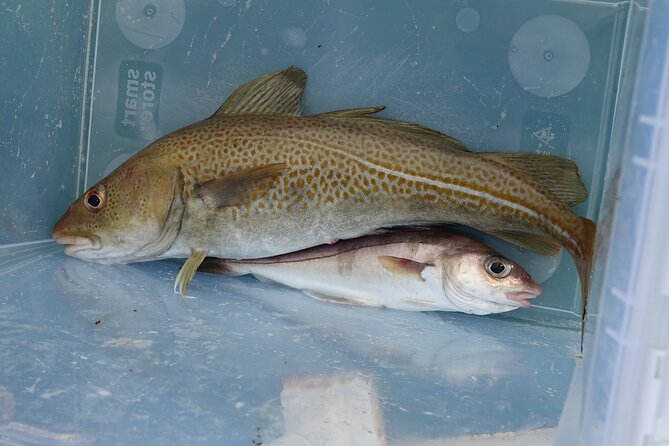 Reykjavik's Finest Catch: Guided Sea Angling Tour for All Levels - Weather Reality Check: Rough Seas, Messy Clothes, and How to Prepare
