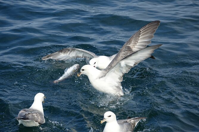 Reykjavik's Finest Catch: Guided Sea Angling Tour for All Levels - Price and Value: What $181.02 Is Really Buying