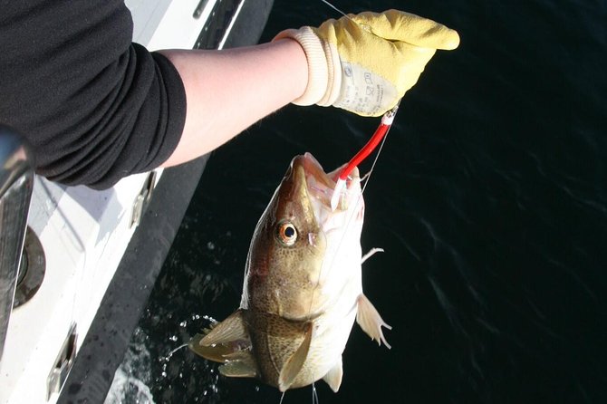 Reykjavik Sea Angling Gourmet - Faxaflói Sea Angling: What This Trip Is Really Like