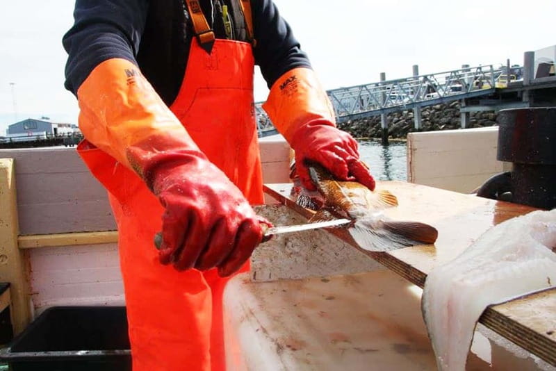 Reykjavik: Traditional Sea Fishing with BBQ Feast - Meeting at the Old Harbor Near Víkin Maritime Museum (And How to Find the Right Dock)