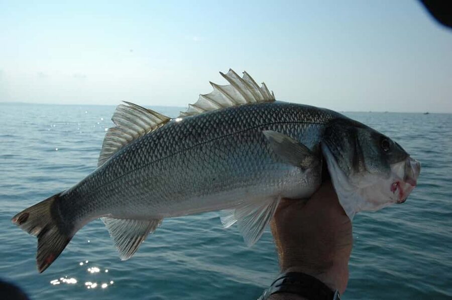 Rhodes: (4H/6H) Private Boat Fishing Trip with Equipment - What the Fishing Time Actually Looks Like (Cast, Reposition, Adjust)