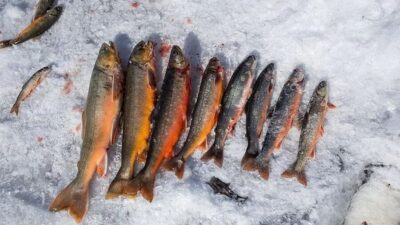 Rovaniemi: Half-Day Snowmobile & Ice Fishing Experience - The winter gear you’ll actually use (and why it’s included)