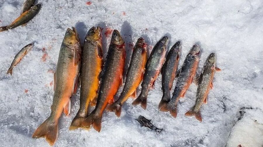 Rovaniemi: Half-Day Snowmobile & Ice Fishing Experience - The winter gear you’ll actually use (and why it’s included)
