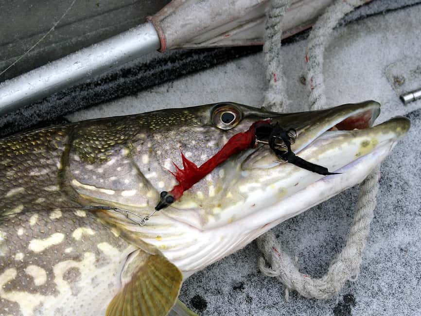 Rovaniemi: Snowshoeing, Ice Fishing and Salmon in Kota - Getting There From Rovaniemi: Where the Day Starts